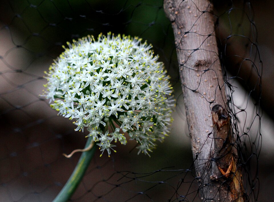 Plant bloom blossom