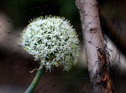 Plant bloom blossom