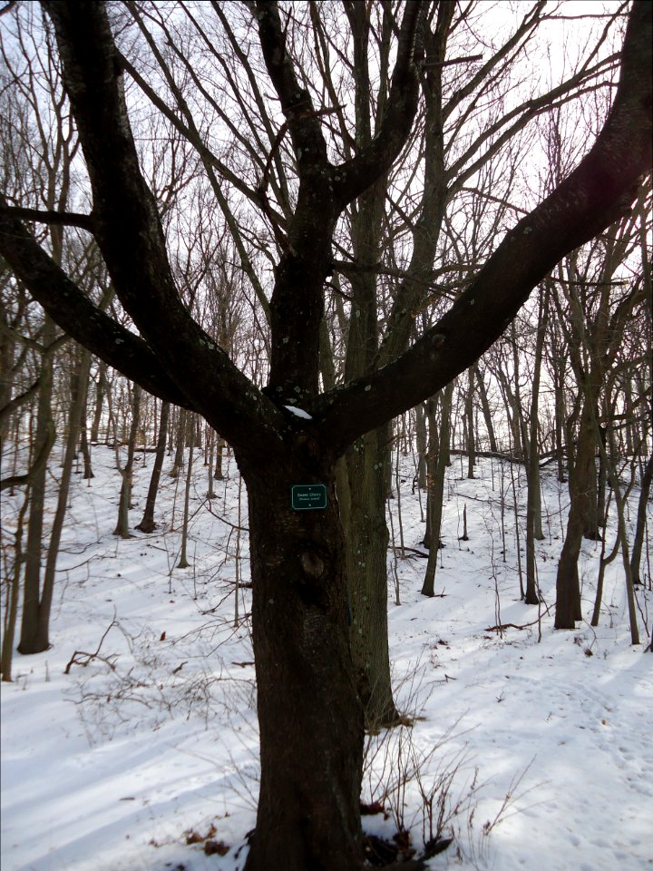 Echo Lake NJ Sweet Cherry tree in winter with snow
