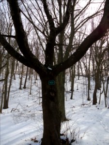 Echo Lake NJ Sweet Cherry tree in winter with snow
