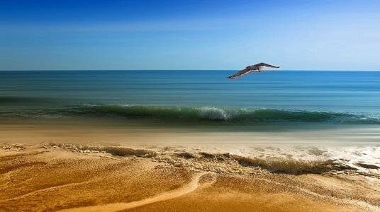 Seagull side spring