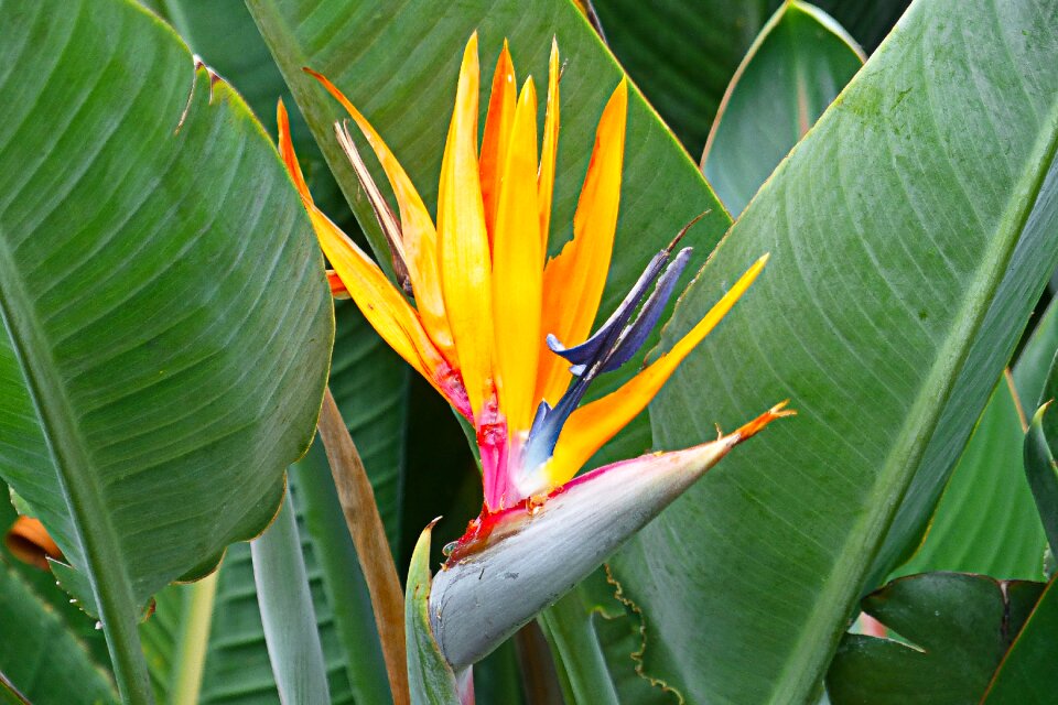 Floral plant colorful