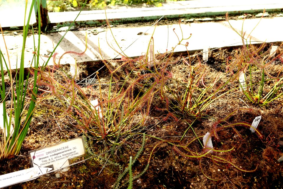 Drosera madagascariensis - Orto botanico - Rome, Italy - DSC09954