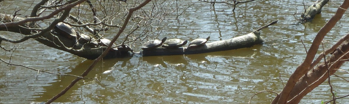 Echo Lake Park turtles awaiting takeoff