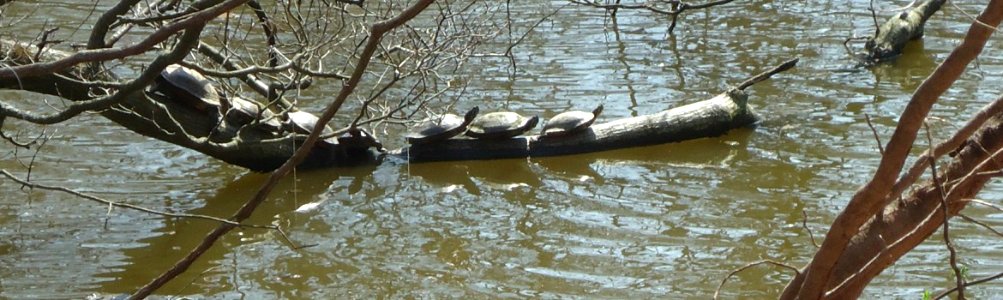 Echo Lake Park turtles awaiting takeoff photo