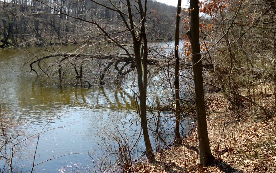 Echo Lake Park fallen tree in lake