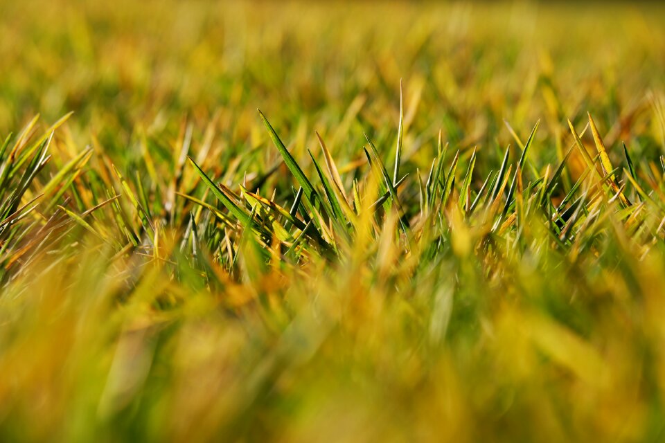 Meadow field grass