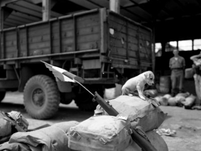 Een hondenpuppy zit op de ransel van een soldaat. Op de voorgrond steekt uit de , Bestanddeelnr 10480