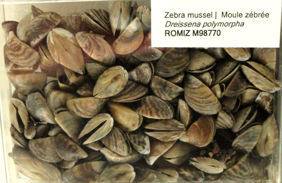 Dreissena polymorpha - Royal Ontario Museum - DSC00197