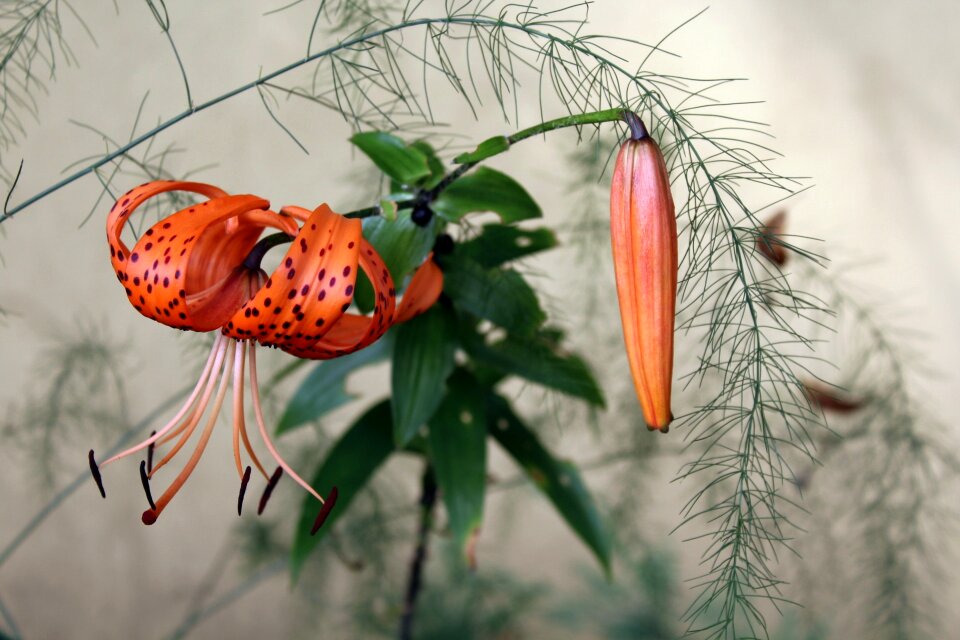 Nature garden lily garden