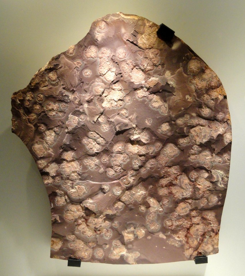 Ediacaran 'jellyfish', Vendian, Ediacara Hills, south Australia - Houston Museum of Natural Science - DSC01379