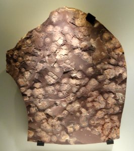 Ediacaran 'jellyfish', Vendian, Ediacara Hills, south Australia - Houston Museum of Natural Science - DSC01379