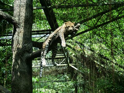 Zoo animal leopard