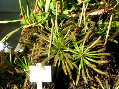 Drosera capensis - Botanischer Garten Braunschweig - Braunschweig, Germany - DSC04328