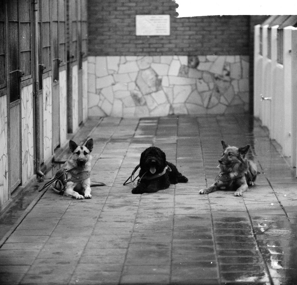 Drie honden in vorm van geld door de spaarbank van de stad Amsterdam overgedrage, Bestanddeelnr 914-4618