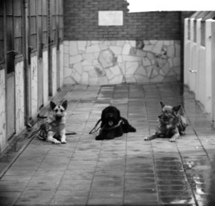 Drie honden in vorm van geld door de spaarbank van de stad Amsterdam overgedrage, Bestanddeelnr 914-4618 photo