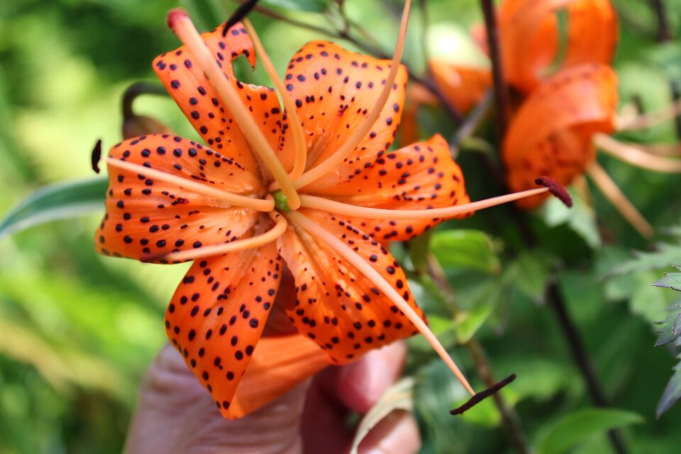 Lily nature a garden plant