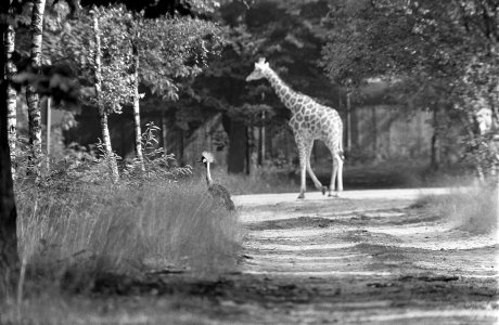 Een giraffe, Bestanddeelnr 922-6427