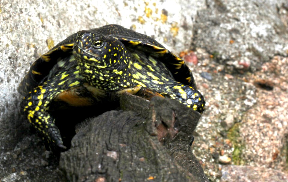Emys orbicularis - Europäische Sumpfschildkröte