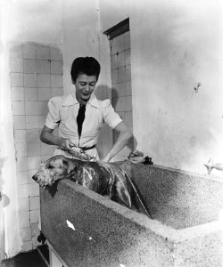 Een hond wordt in bad gewassen in een trimsalon, Bestanddeelnr 901-2609