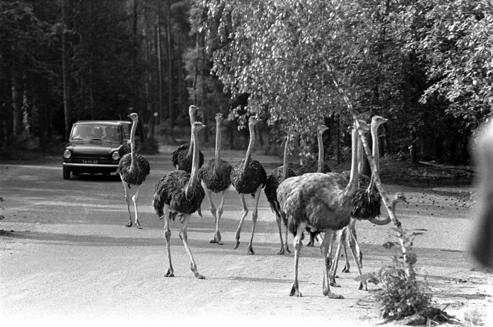 Een groep struisvogels, Bestanddeelnr 922-6439