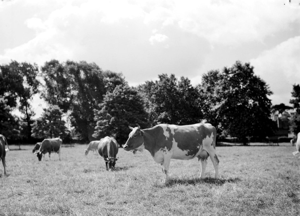 Een Friese roodbont koe in de wei met bomen op de achtergrond, Bestanddeelnr 255-8814