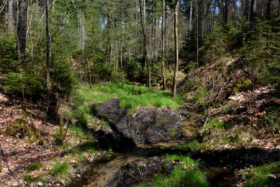 Dresdner Heide Schwarzes Bildwasser (3)