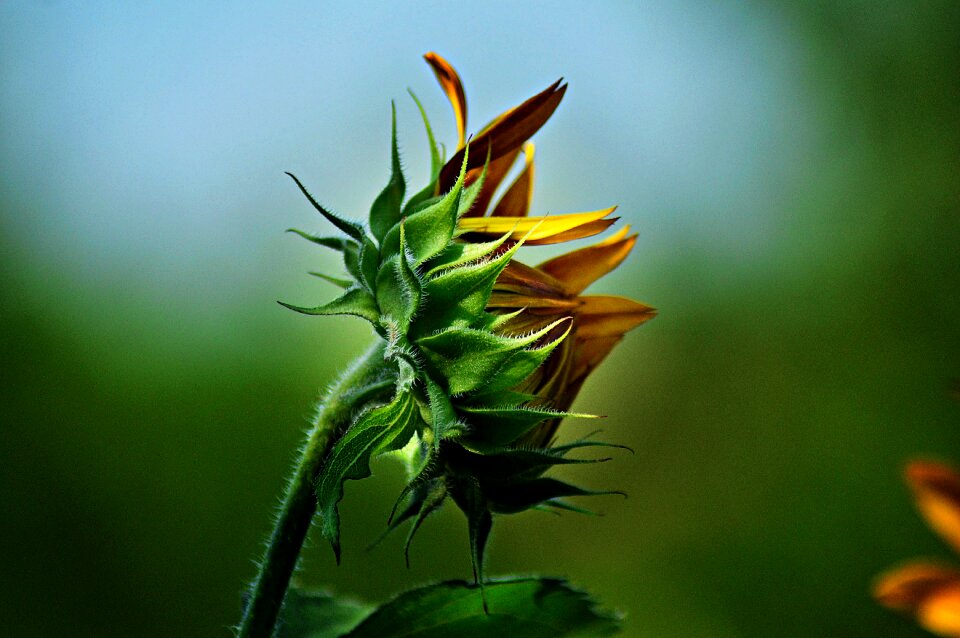 Summer flowers plant petals