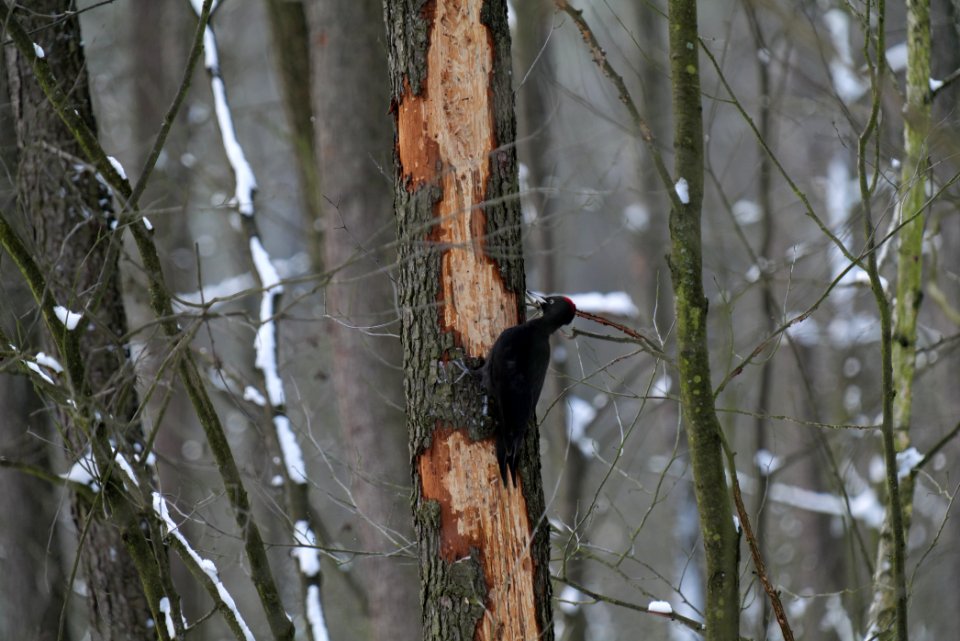Dryocopus martius in the Teufelsbruch 2021-02-10 17