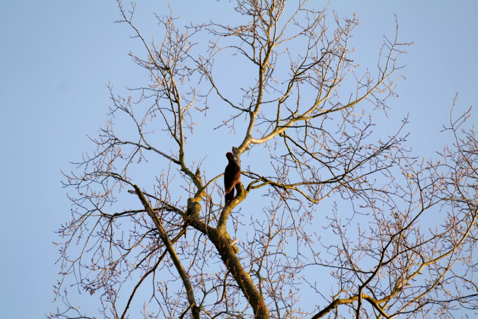 Dryocopus martius in Spandauer Forst 2020-04-14 02