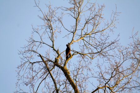 Dryocopus martius in Spandauer Forst 2020-04-14 02