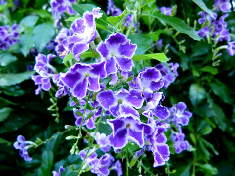 Duranta erecta serres du Luxembourg