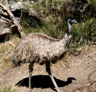 Emu walking photo
