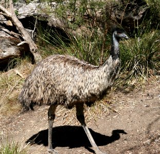 Emu walking