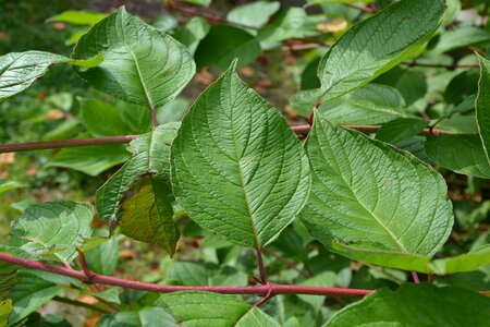 Massif nature branch