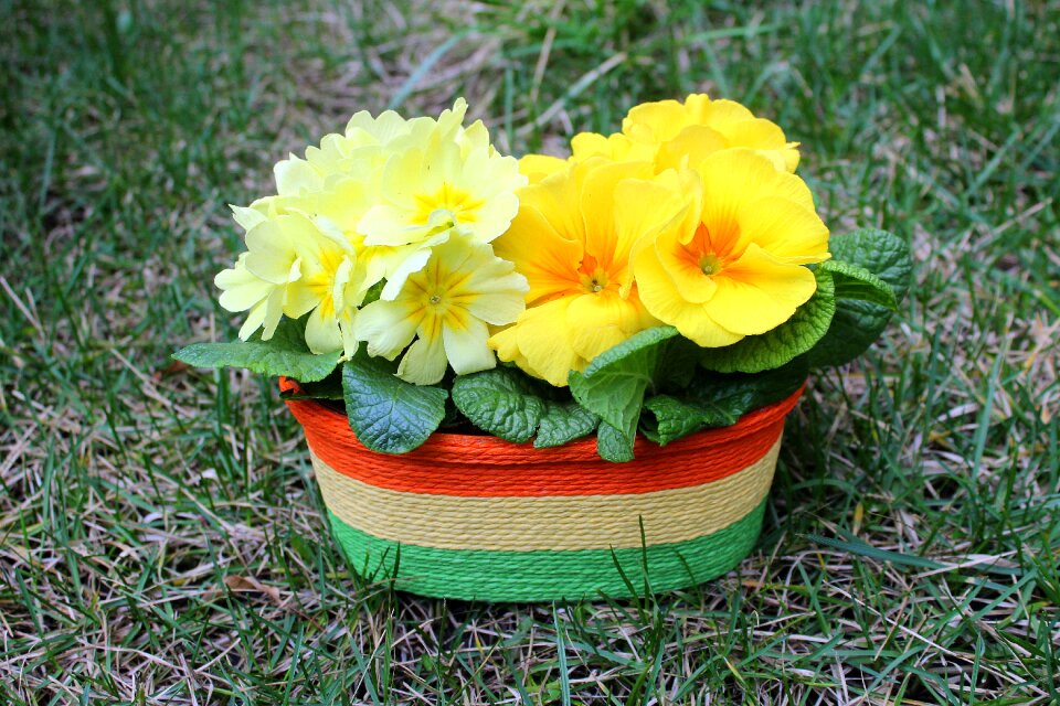 March spring flower