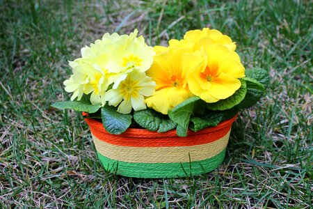 March spring flower