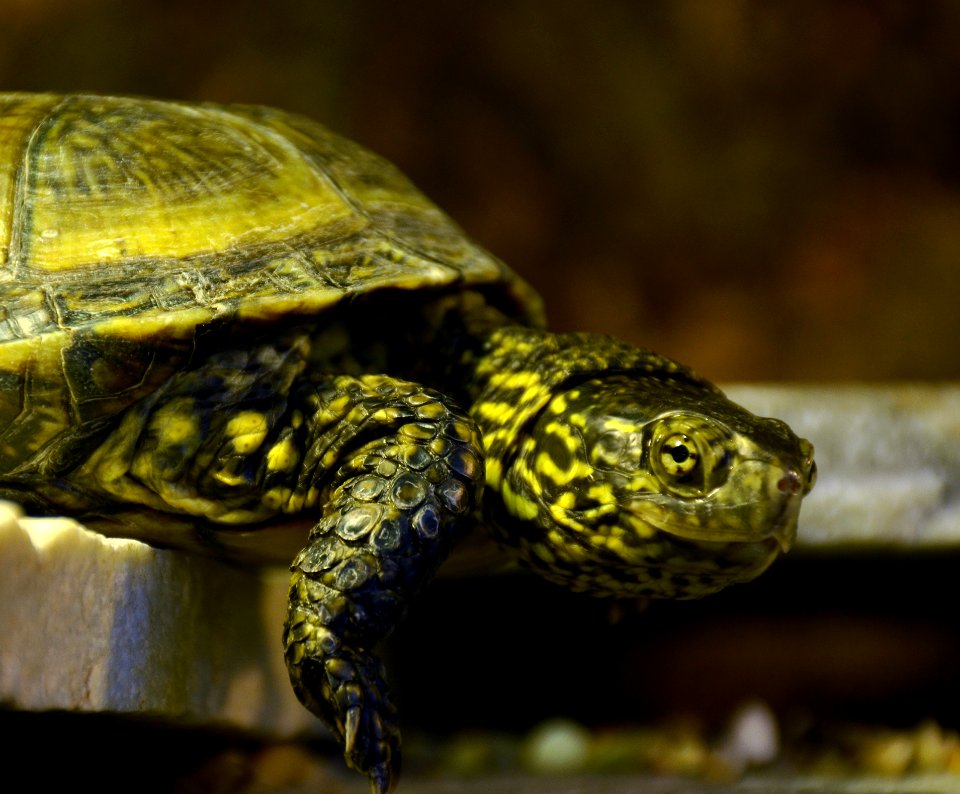 Emys orbicularis Genève 24102014 3