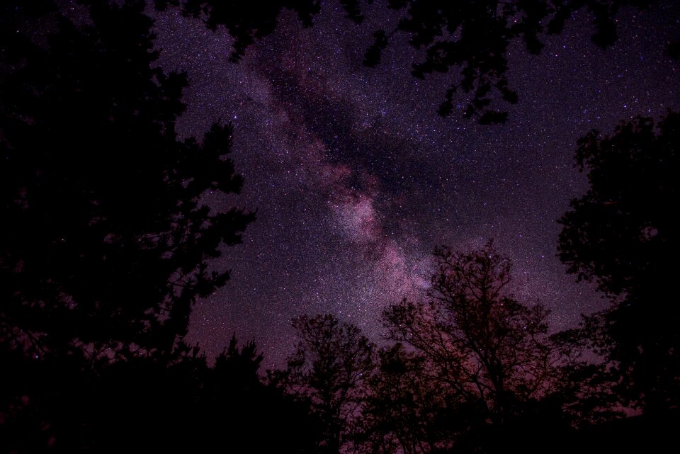 Galaxies trees plant