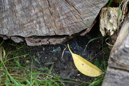 Danger trap animal