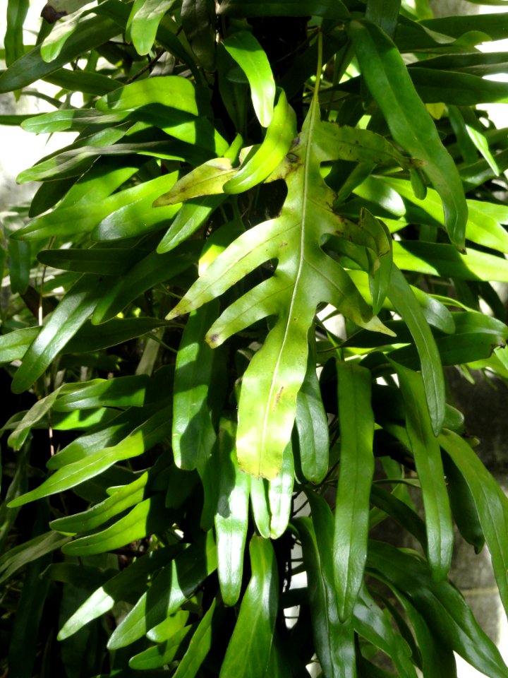 Drymoglossum niphoboloides - Guam Zoological, Botanical and Marine Garden - DSC01051