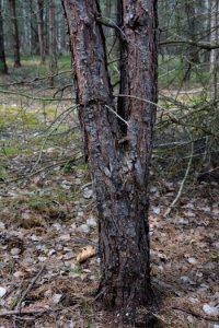 Dresdner Heide Kiefer Zwiesel