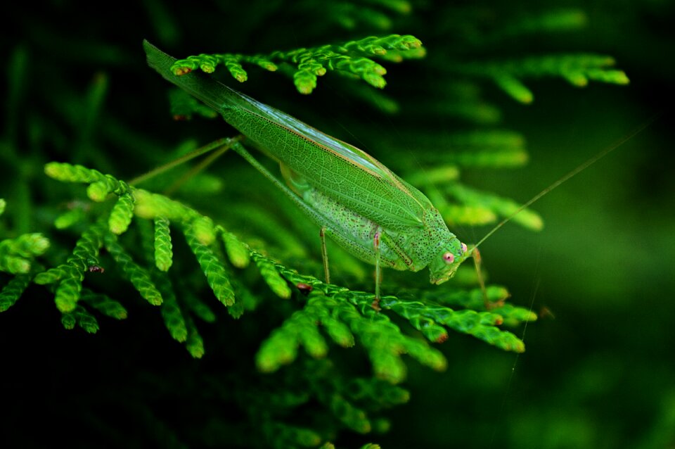 Nature macro green leaves