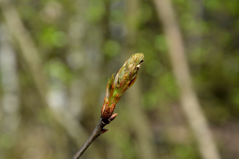 Dresdner Heide Roteiche (2)
