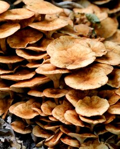 Forest natural food