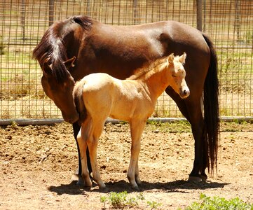 Horse australia brown horse