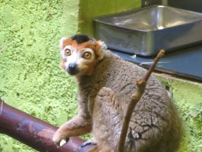 Dresdner Zoo 5