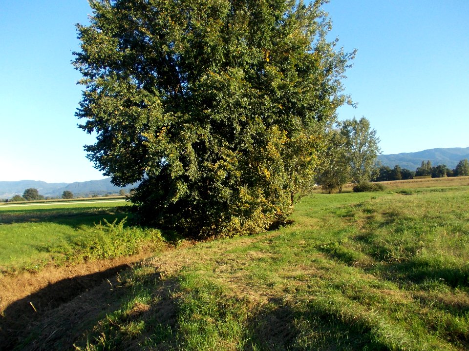 Drama, Šentjernej 12