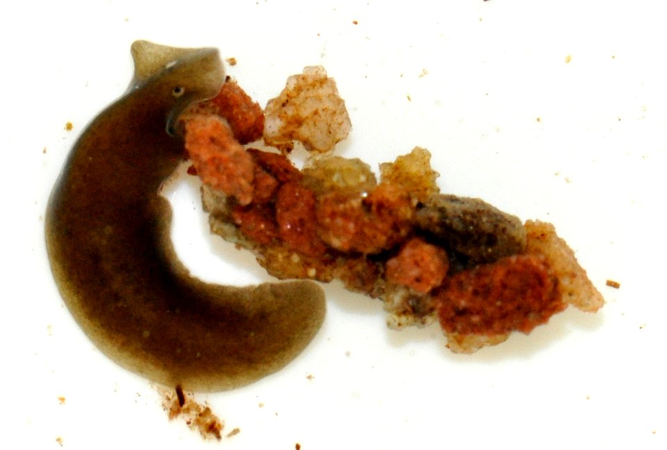 Dugesia-gonocephala-05-fws