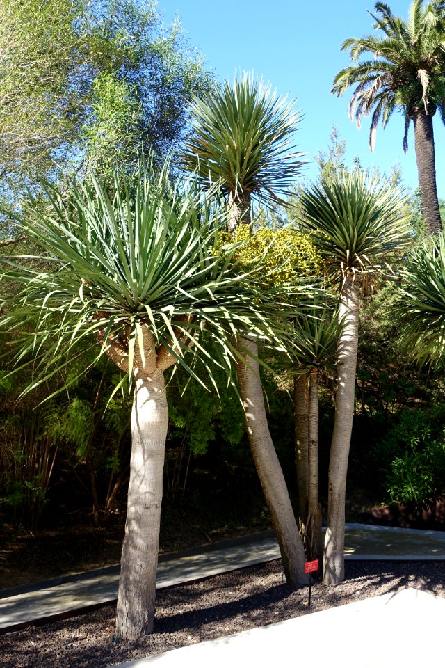 Dracaena draco - Jardín Botánico de Barcelona - Barcelona, Spain - DSC09076